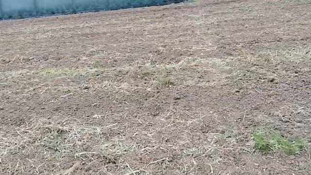 Клубника, Мурано--Альбион. Полтора месяца от посадки! смотреть онлайн