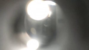 11 ноября 2023 виноград для вина, технический Каберне Совеньен, купить в Санкт-Петербурге.