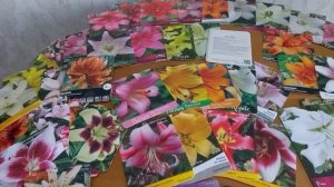 Сорта лилий в Сибири. Наша многолетняя коллекция лилий. 2023г