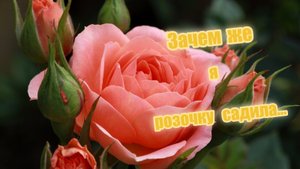 Зачем же я розочку садила... Казачий романс