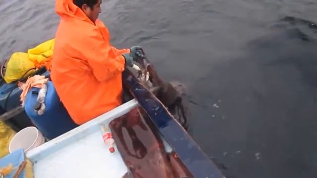 ГИГАНТСКИЙ КАЛЬМАР / giant squid / 鲨鱼攻击 / ฉลามโจมตี / Sharks Attaque / サメの攻撃 / כרישי התקפה смотреть онлайн