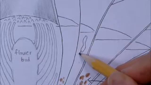 Bromeliad drawing смотреть онлайн