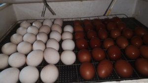 Инкубирую кур и индюков. И немного расскажу что нового