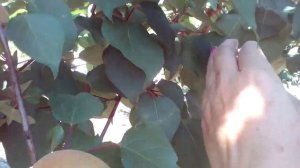 Два привоя на одном подвое, результат!