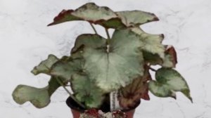 52 KINDS OF BEGONIAS ( REX VARIETIES  BEGONIA PLANT)