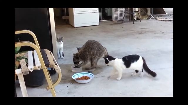 Енот и кошачья еда
