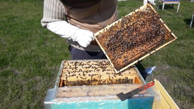 Вывод маток часть 2. Делаем отводок на старую матку. Переносим личинки. смотреть онлайн