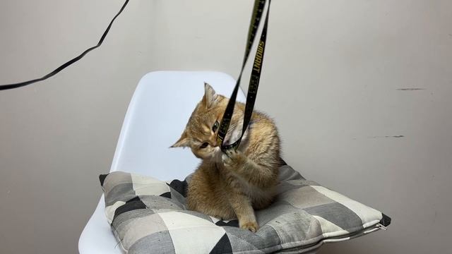 Золотая шиншилла, британская кошка. Очень ласковая и ручная девочка