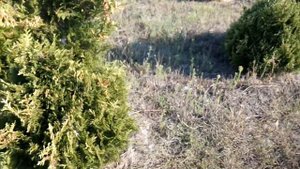 Туя западная "Stolwijk" | Plante.md