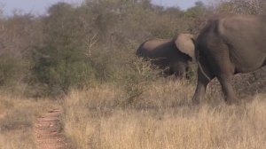 Krazy Krok Productions - Learning Safari Animals (2021)