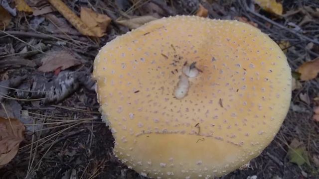 Aminita Muscaria?? (Stages of Life Cycle) Hamburger bun look, Toxic and Dangerous. смотреть онлайн