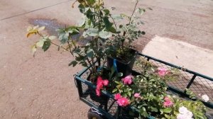 Последняя роза из питомника Декор Арлекин.