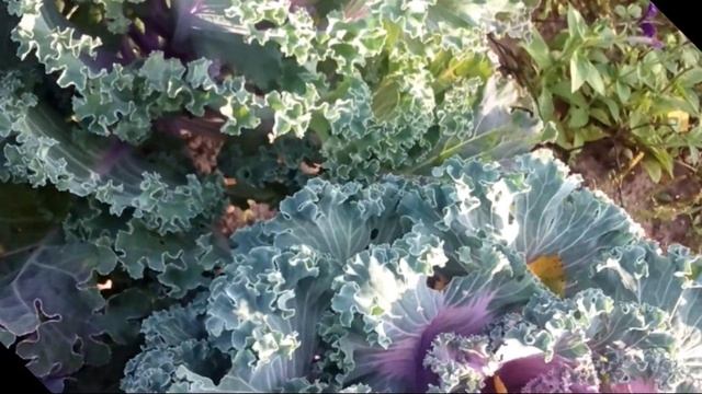 Китайская капуста смотреть онлайн