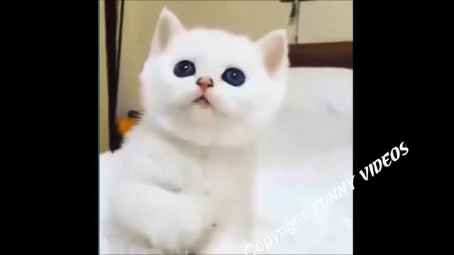 Funny animals #6 | Смешные животные #6 смотреть онлайн