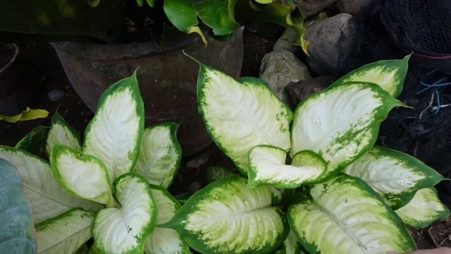 ANG LALAKI NA NILA|MGA PHILODENDRON AT ANTHURIUM PLANTS UPDATE смотреть онлайн