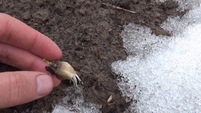 Хорошая новость о всходах чеснока.