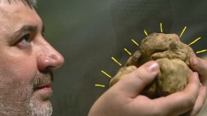 Гриб на миллион или самые дорогие грибы Мира!