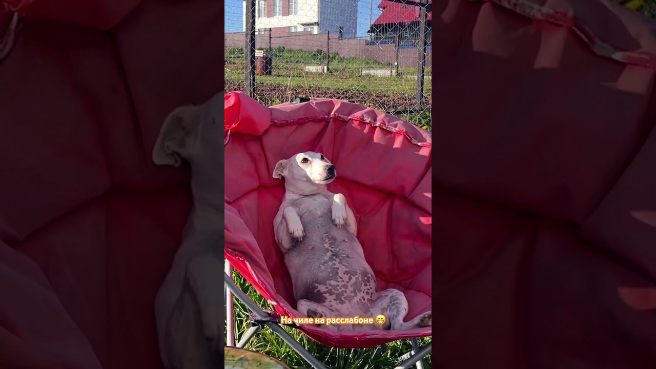 Булочка такая булочка #funnyanimals #funnyvideo #funnyshorts смотреть онлайн