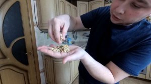 Проростки гречки в банке , самый простой способ как прорастить гречку , ростки зеленая гречка.