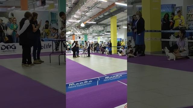 МЕЖДУНАРОДНАЯ ВЫСТАВКА СОБАК ВСЕХ ПОРОД МКС IKUВ ЧАЙНА ТАУН 13 сентября 2020 смотреть онлайн