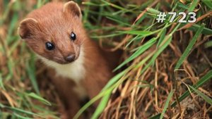 #723. Хорьки, куницы, горностаи, ласки и соболи (В мире животных)