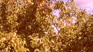 Яблони. Никольское. Ленинградская область. Перевоз. Тосненский район