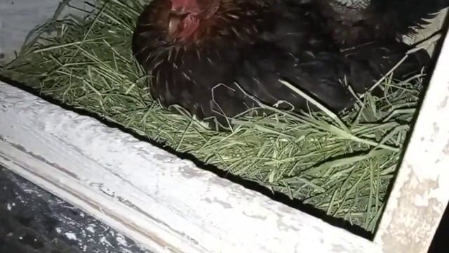 Ночное похождение в курятник Под курицу  подложила гусиные яйца, а под уткой заменила яйцо другим