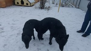 Немецкие овчарки чёрные . Вязка .