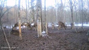 Косули на кормушке.mp4