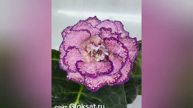 САТ-Океан Сансары 💗💗💗#глоксинииСАТ#глоксинии#семенаглоксинии#семенапочтой#купитьсемена