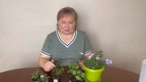 Как правильно поливать кампанулу: частота, объём и особенности полива