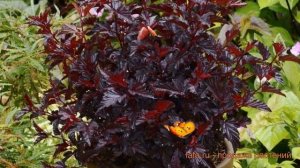 Пузыреплодник калинолистный Олл Блэк ? обзор: как сажать, саженцы пузыреплодника Олл Блэк