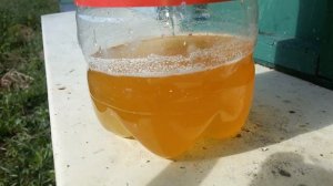 ловушка для шершней и ос