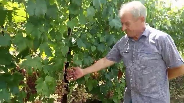 Калугин В. М.  в винограднике Щереденкова В. А. сорт винограда Перцовый красный