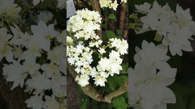 アジサイ ヘイズスターバースト アナベル Hydrangea arborescens 'Hayes Starburst' No.2