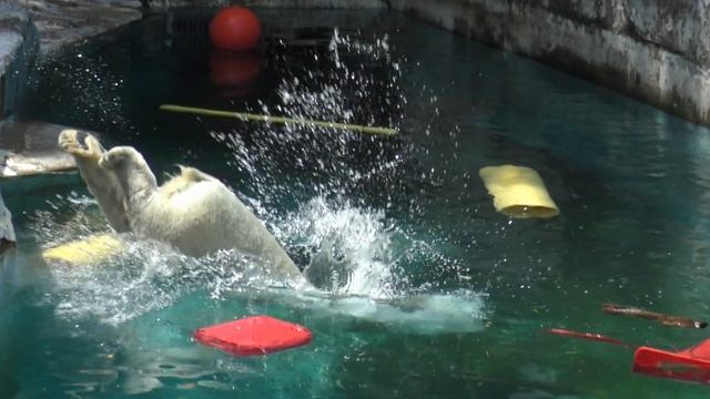 台風 、近畿直撃にも耐え天王寺動物園無事開園?ホウちゃん今日からおきばりやす【天王寺動物園】