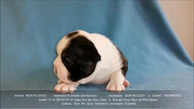 Хеннесси 20 дней