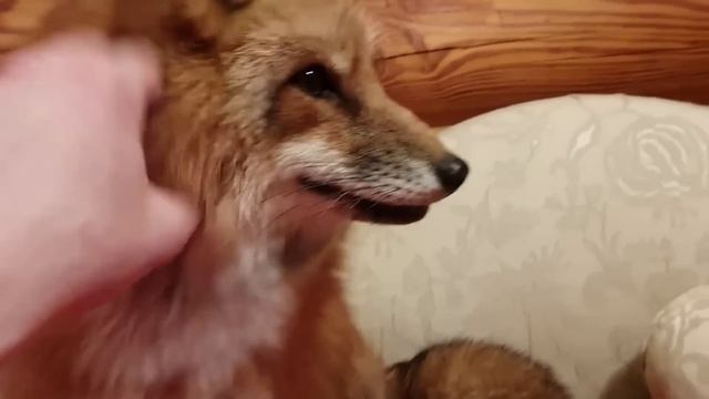 Ли Сяо / Alice the Fox Лиса Алиса (Хитрая ловушка на крыс) смотреть онлайн