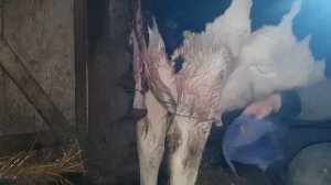 Нужно ли корове помогать телиться!? | Отёл чёрнопёстрой коровы | Дойка | Отделение последа |