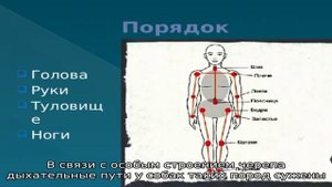 Можно ли купать собаку в жару