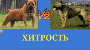 Бурбуль vs Алано (кто сильнее?)!!
