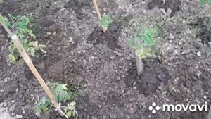 Уход за помидорами в открытом грунте