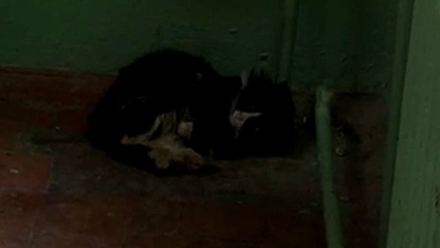 Крысы в подвале смотреть онлайн