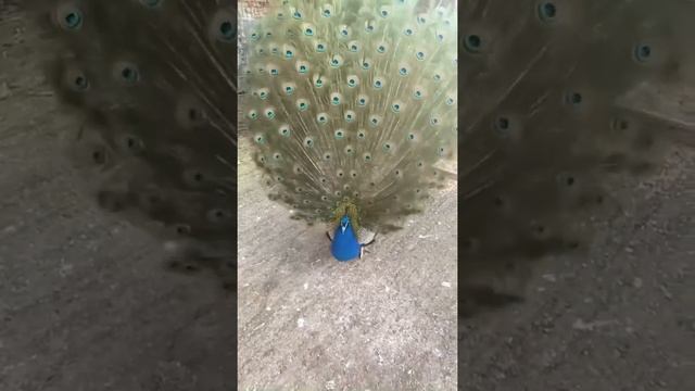 Beauty of peacock/красота павлина