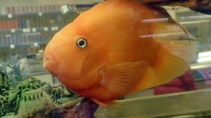 Магнитогорск, аквариум в магазине Океан на площади Мира (08.11.2015)