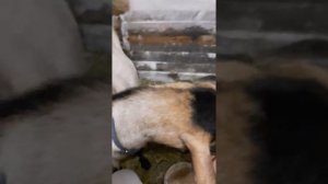 необычная коза. купили козу с 3мя сосками