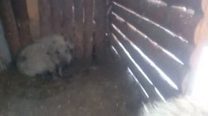 ЗИМНИЙ ОПОРОС в -28