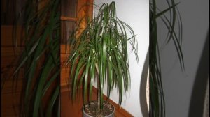 Драцена  - Уход за  Драценой