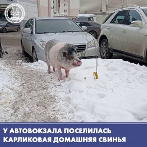 Карликовая свинья живёт в обычной квартире