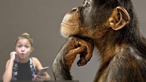 Познавательное шоу про обезьян! -  Интересные факты, о которых вы не знали!ШИМПАНЗЕ, НОСАЧИ..